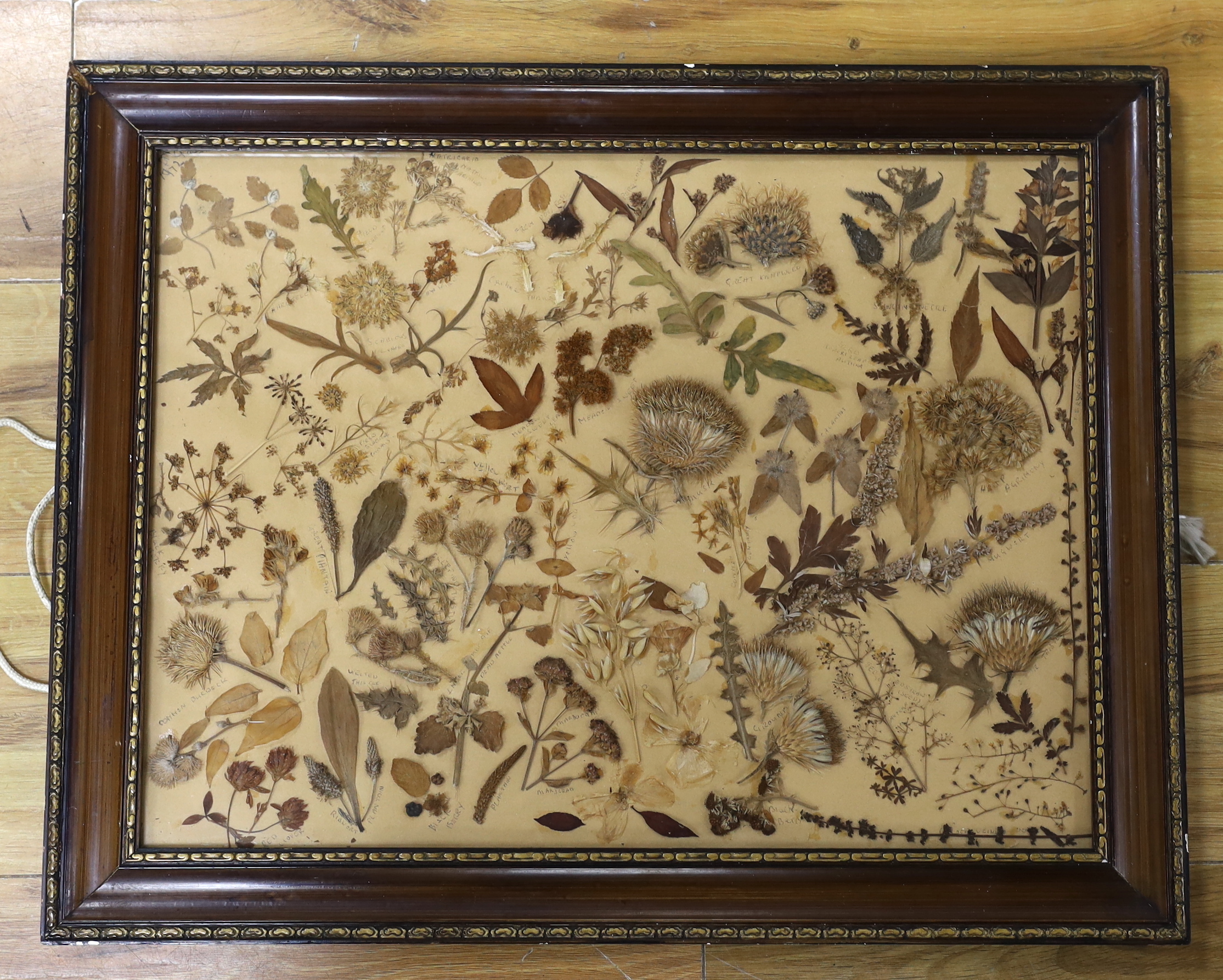 A pair of late 19th / early 20th century framed pressed wildflower displays with annotations, 50 x 37cm